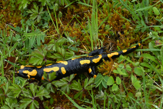 Feuersalamander